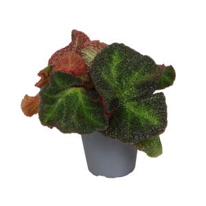 Begonia Rex Soli Mutata