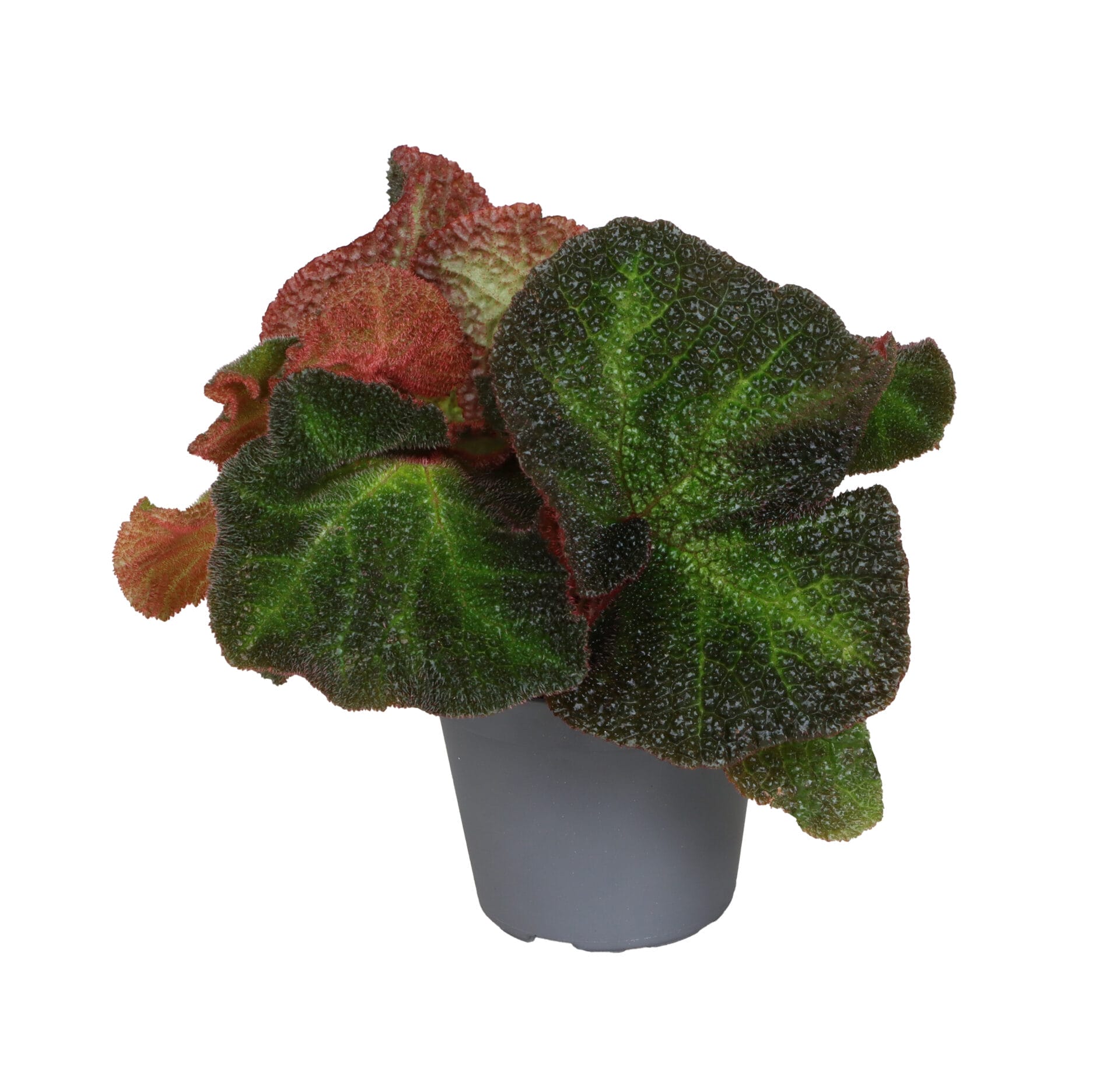 Begonia Rex Soli Mutata