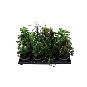 Green Euphorbia Mix
