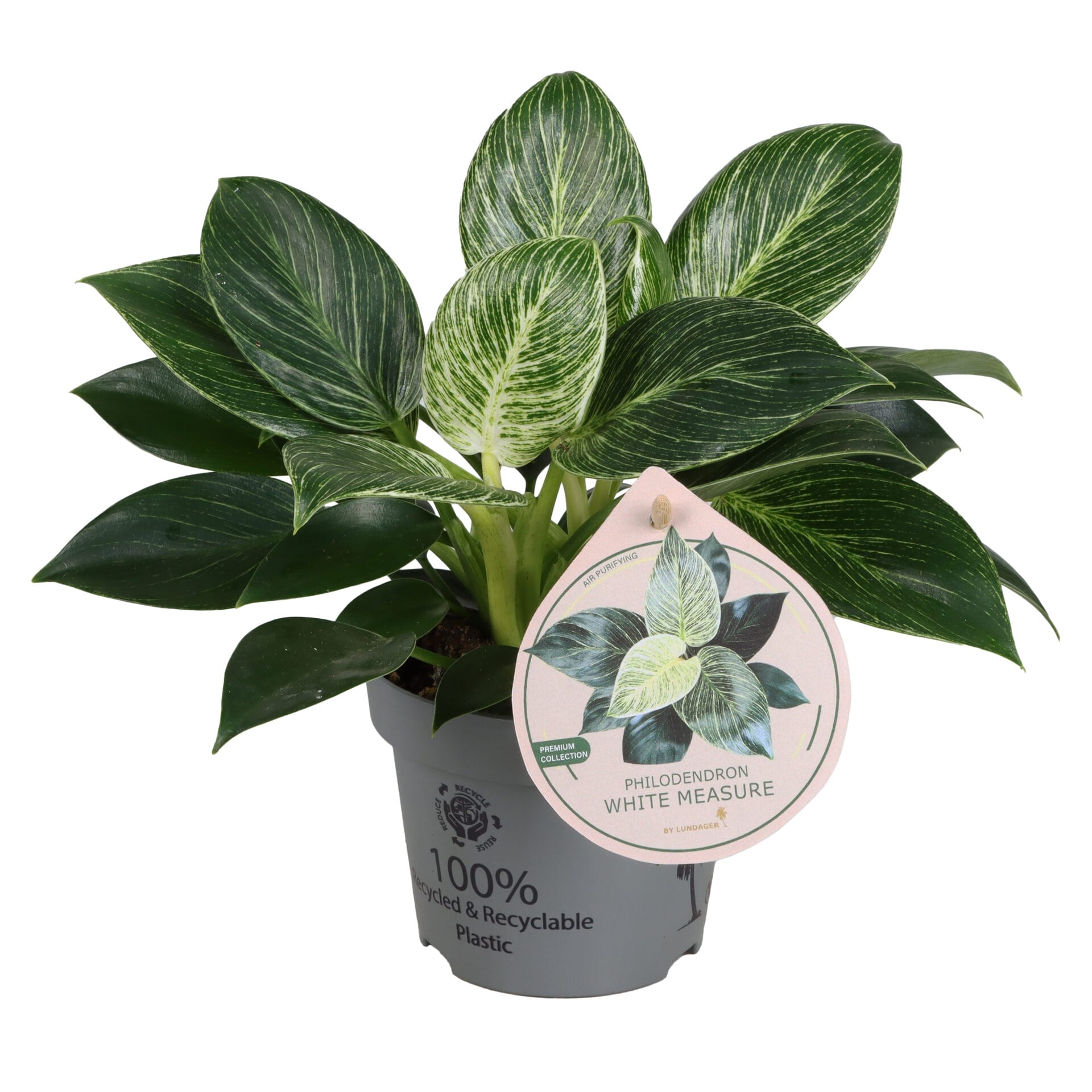 Philodendron Variegata White Measure