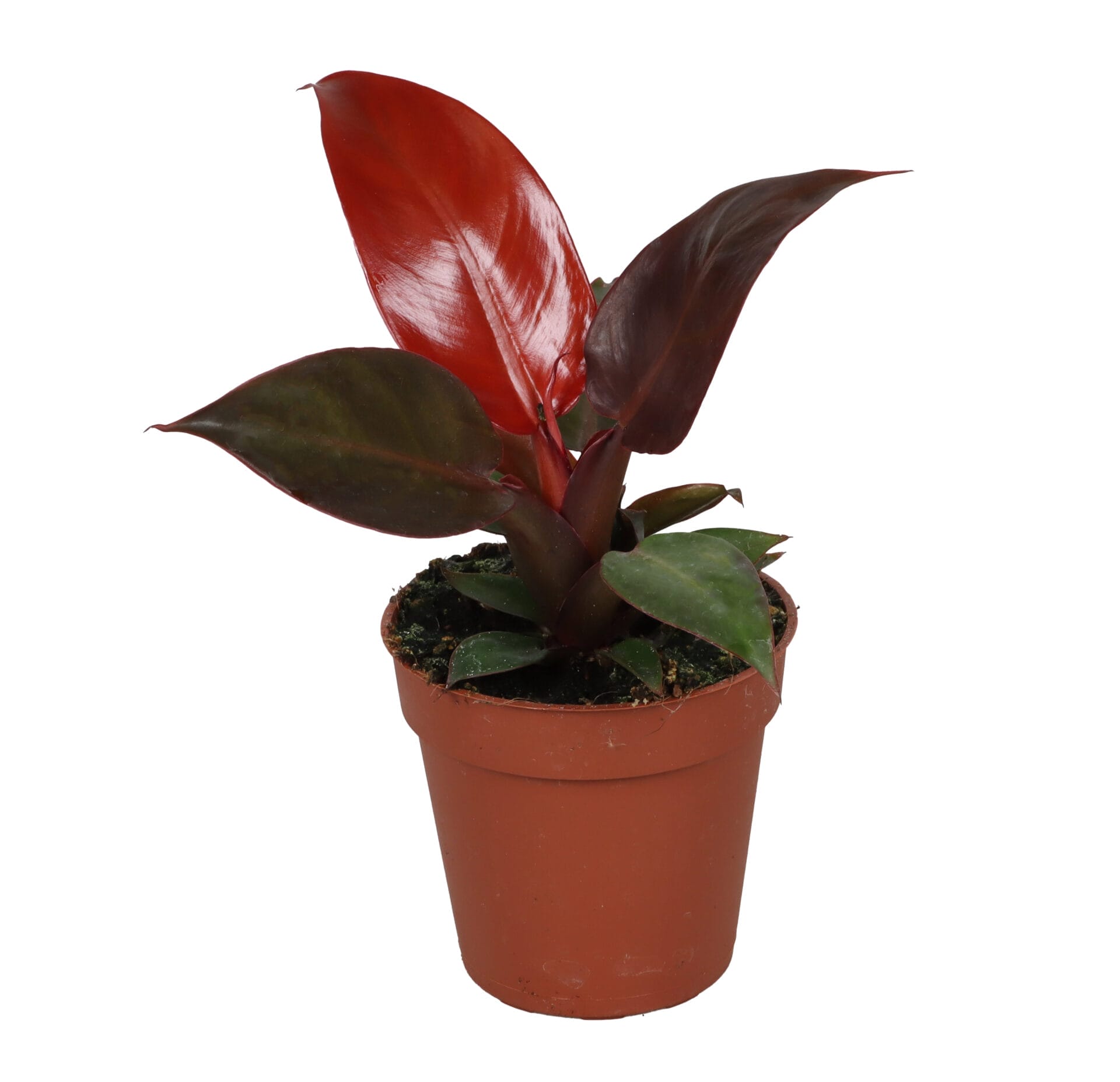 Philodendron Red Sun