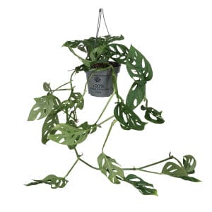 Monstera Adansonii Ample