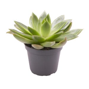 Echeveria Agovoides