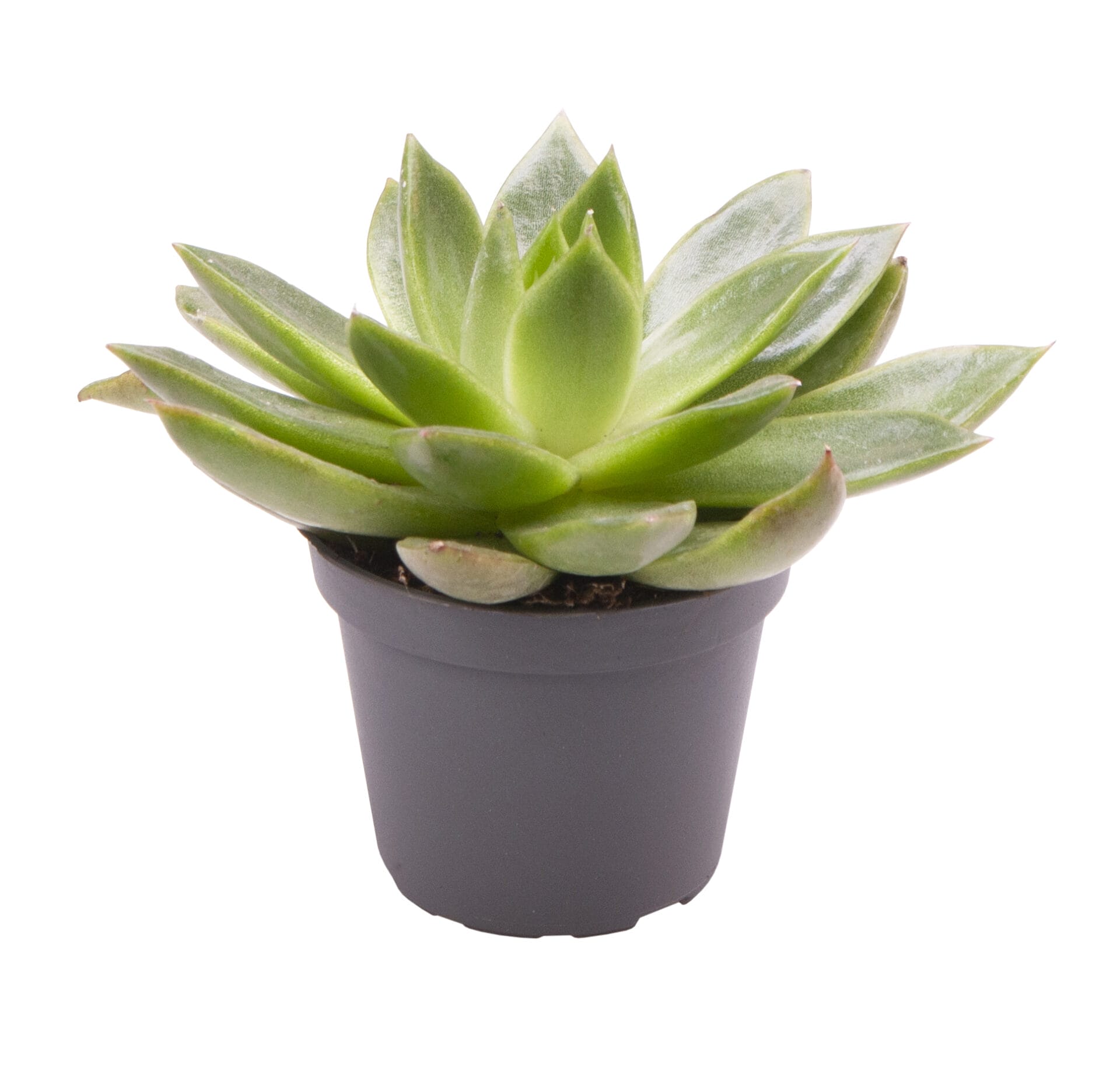 Echeveria Agovoides