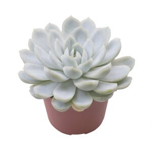Echeveria Elegans