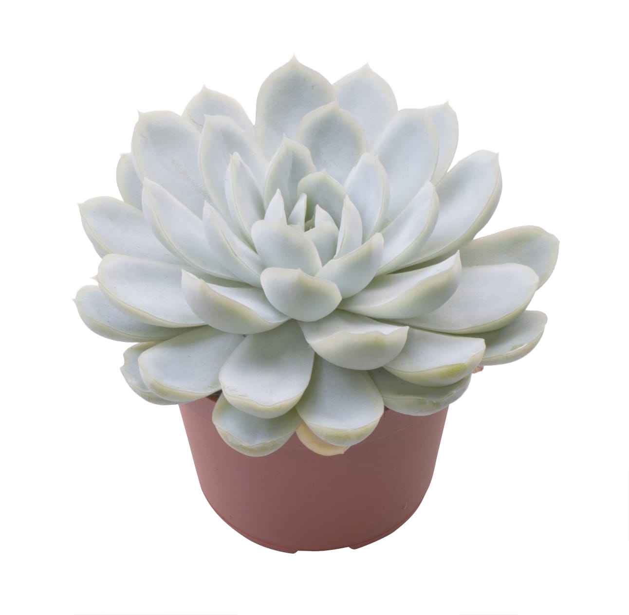 Echeveria Elegans