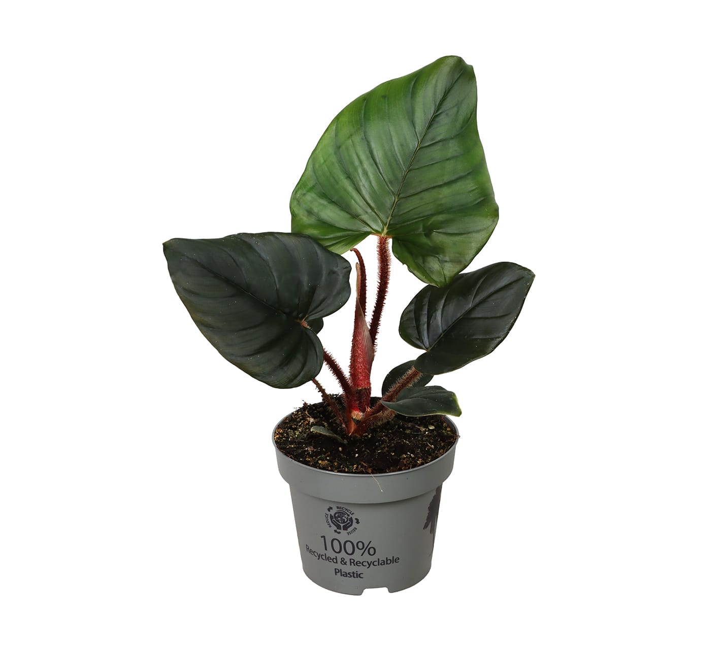 Philodendron Squamiferum x Serpens