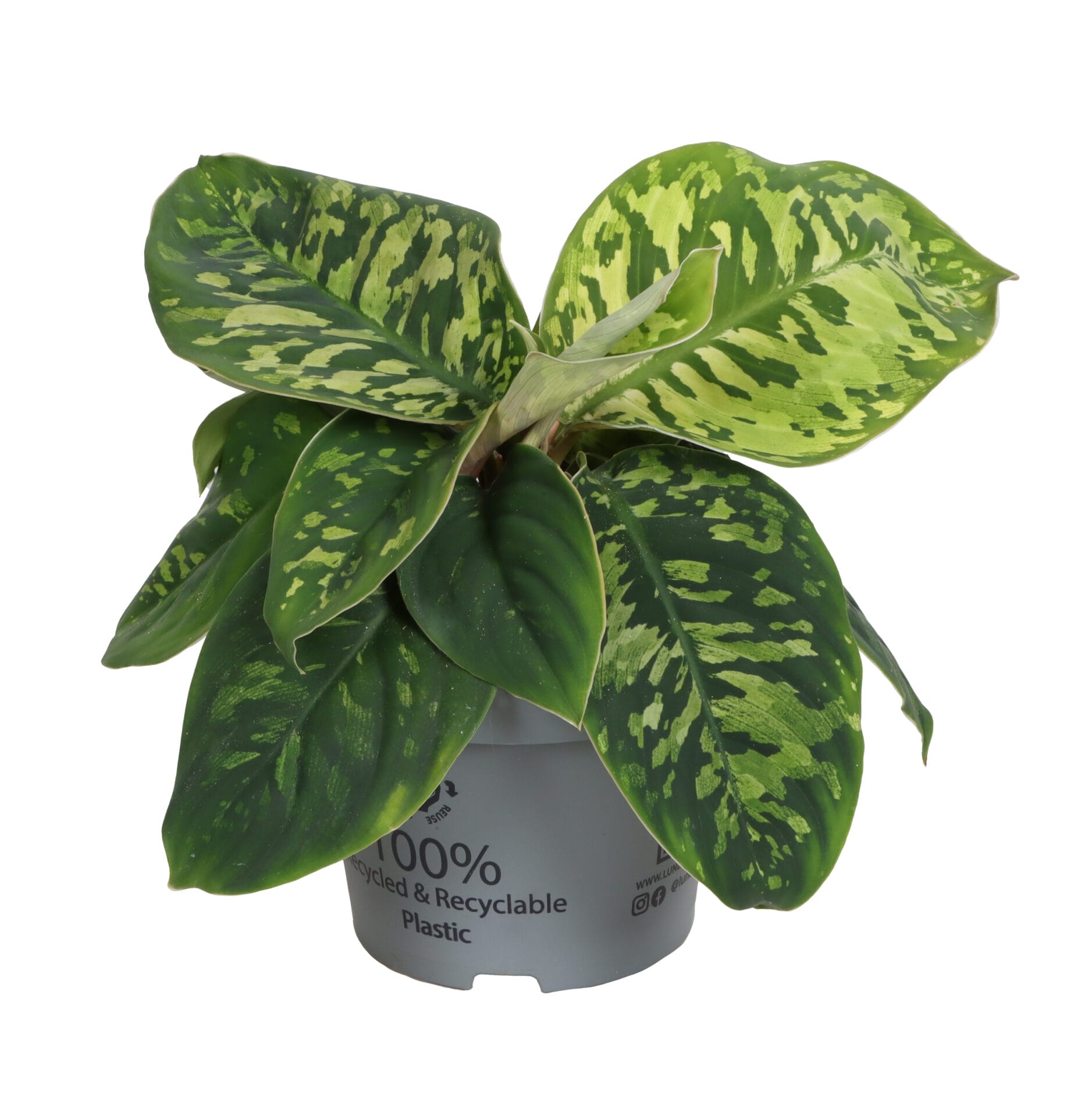 Homalomena Camouflage