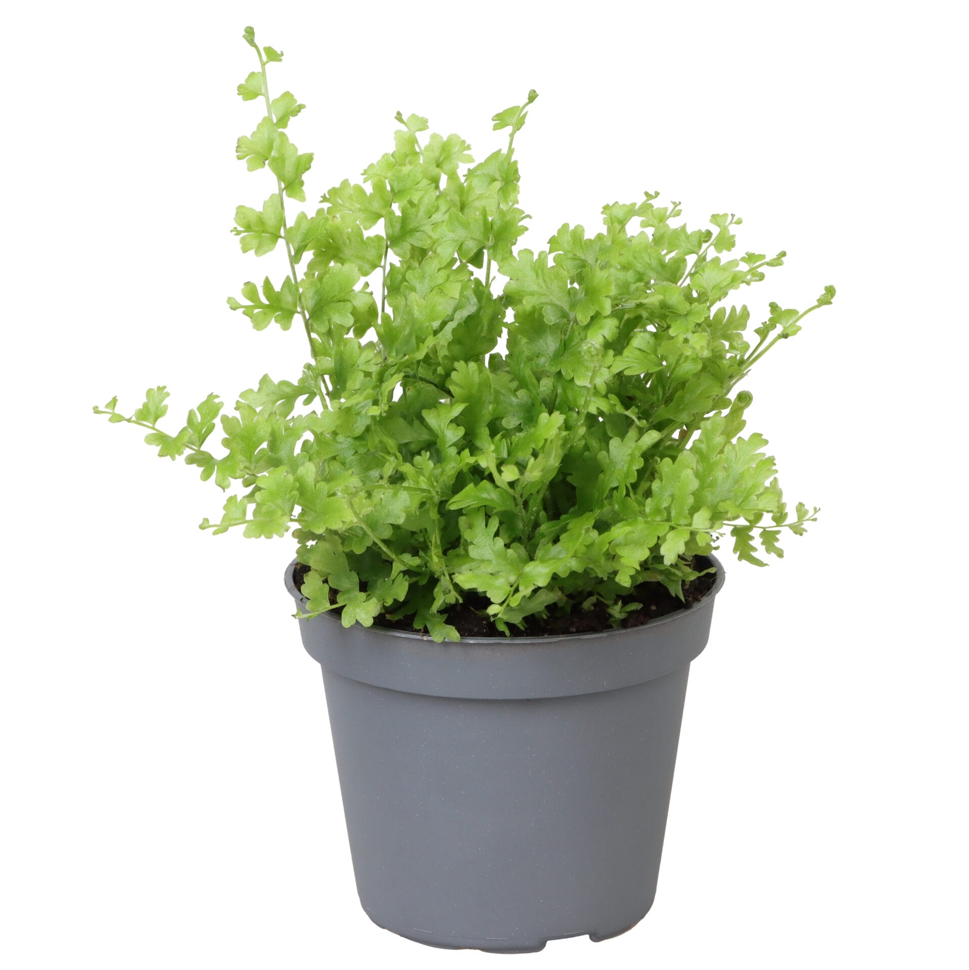 Nephrolepis Green Fantasy
