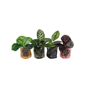 L 67401 – Calathea Mix