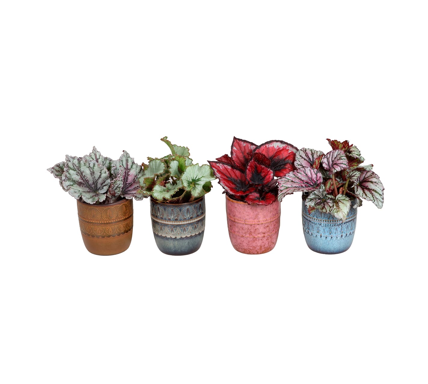 L 67487 – Begonia Rex Mix