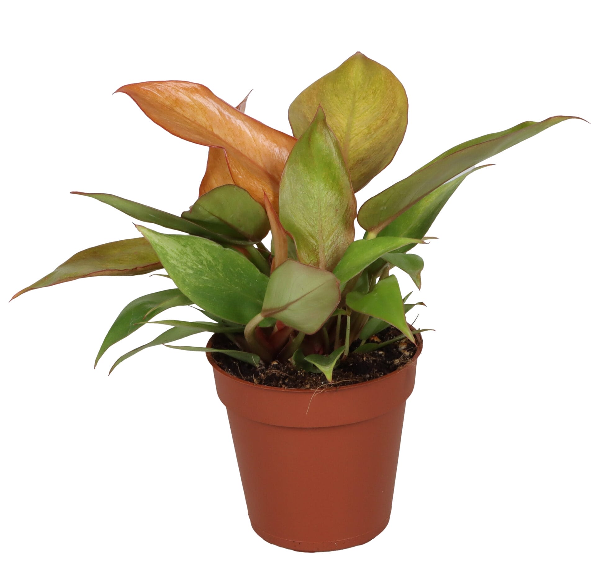 Philedendron Cherry Red