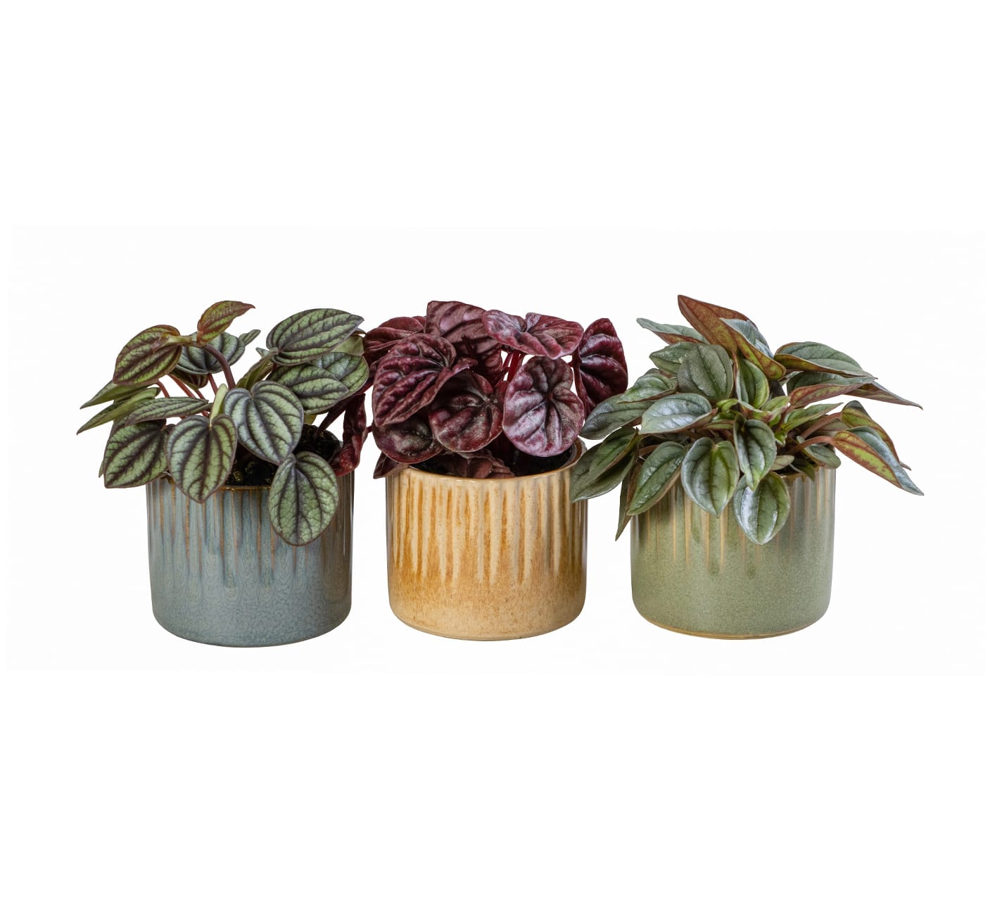 Peperomia Mix LUNDAGER