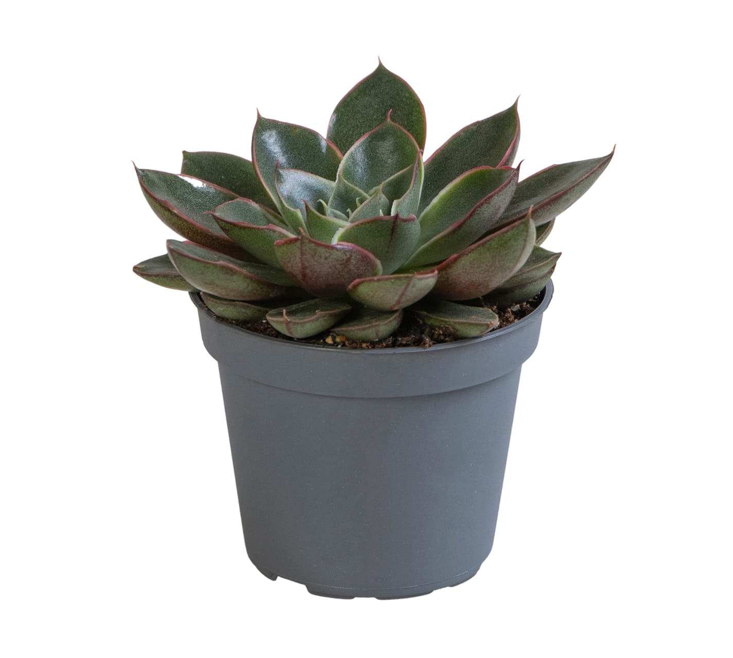 Echeveria Alita LUNDAGER