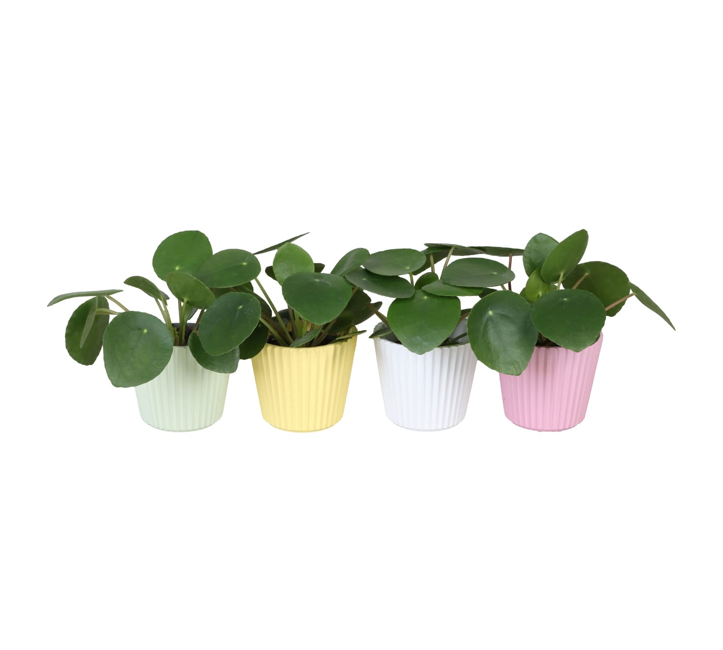 Pilea Peperomides LUNDAGER
