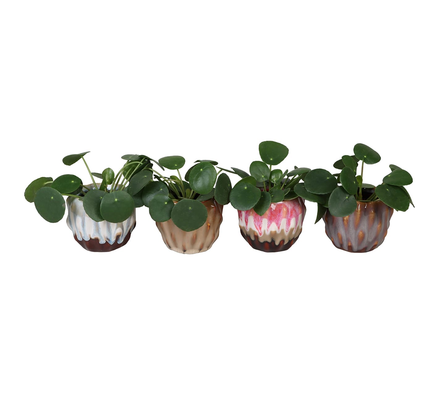 Pilea Peperomides LUNDAGER