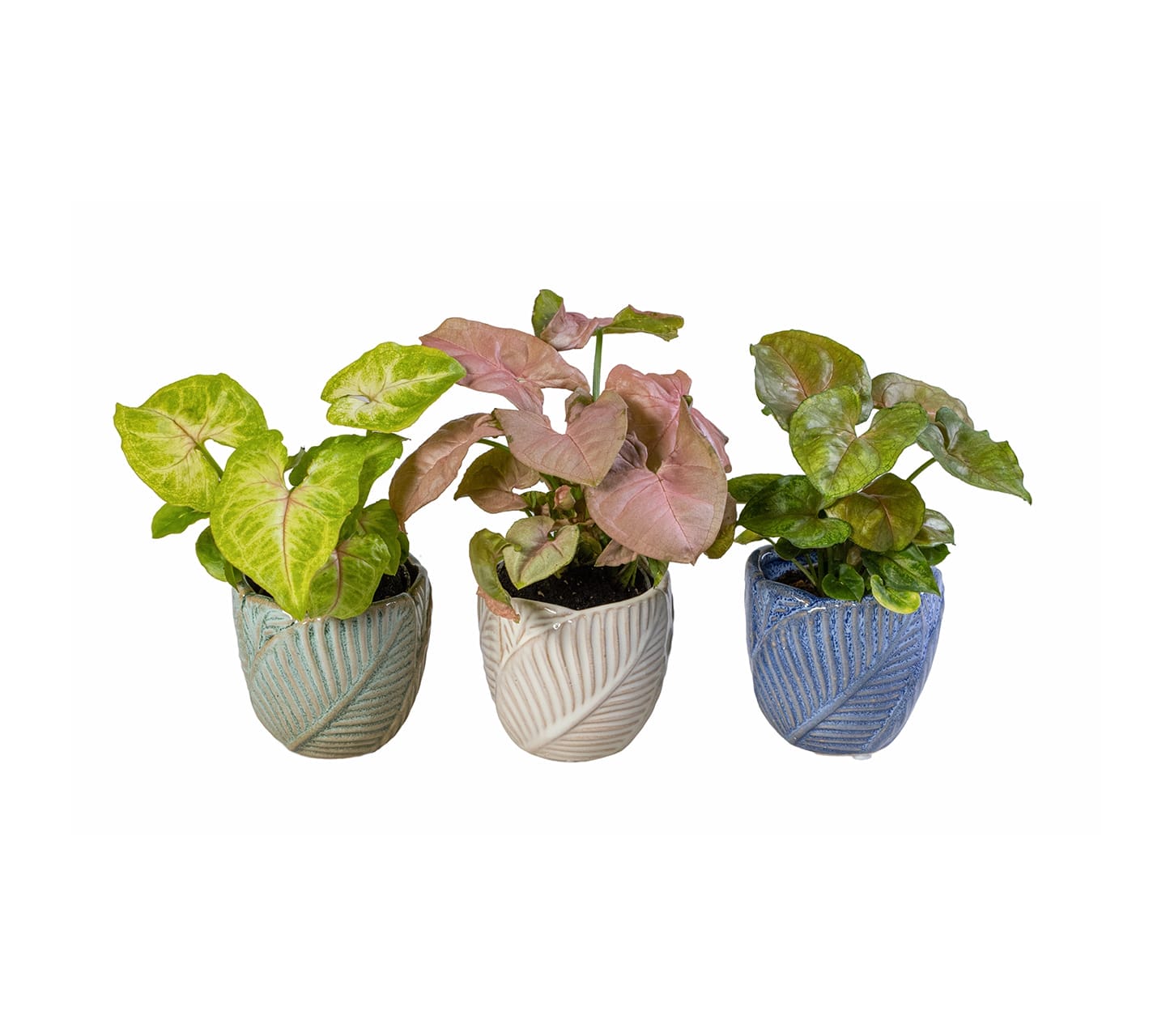 Syngonium mix LUNDAGER