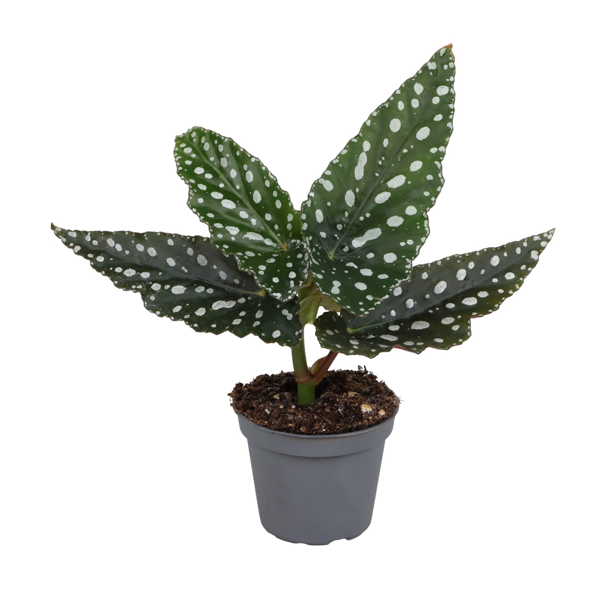 Begonia Wings Maculata Silverspot LUNDAGER