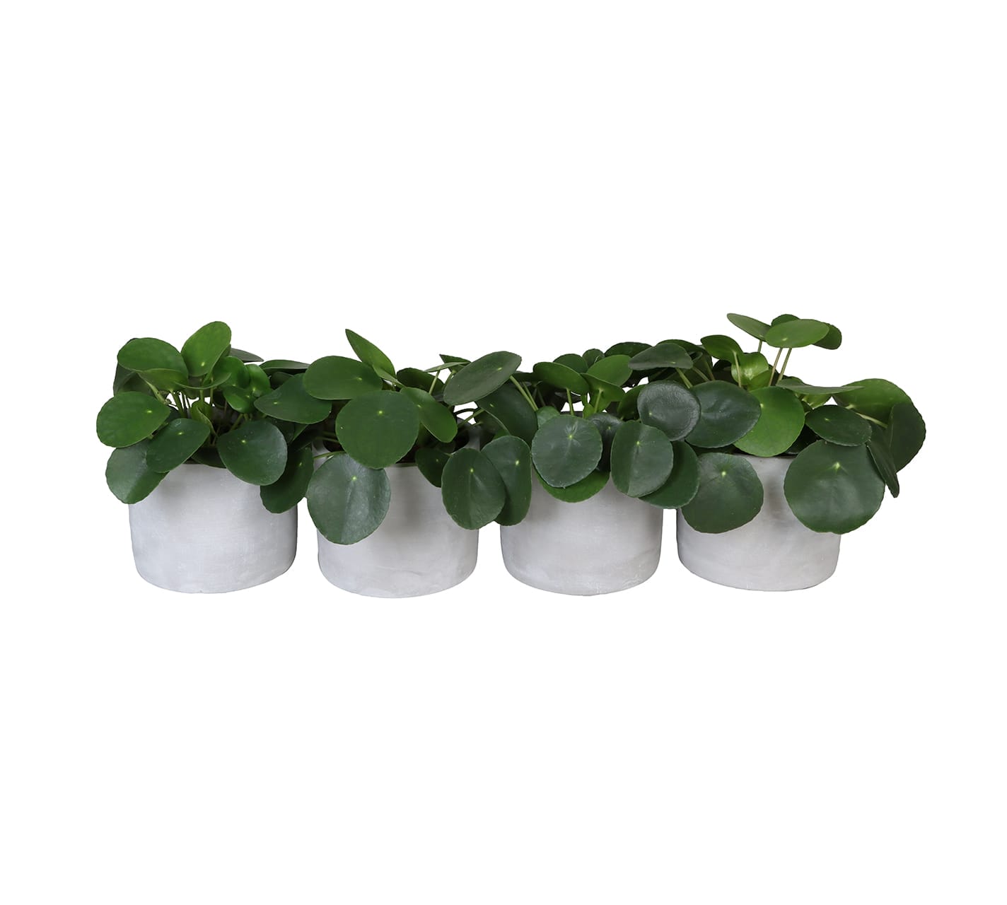 Pilea Pep. LUNDAGER