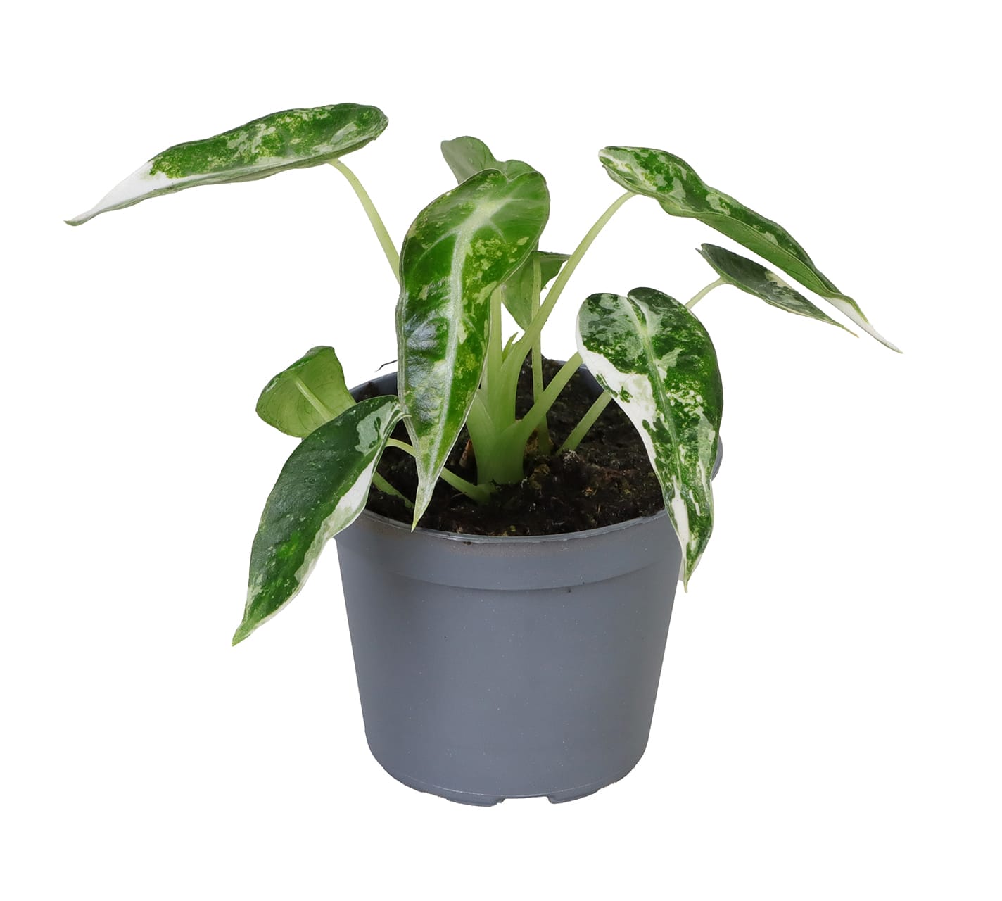Alocasia Green Bambino Variegata LUNDAGER