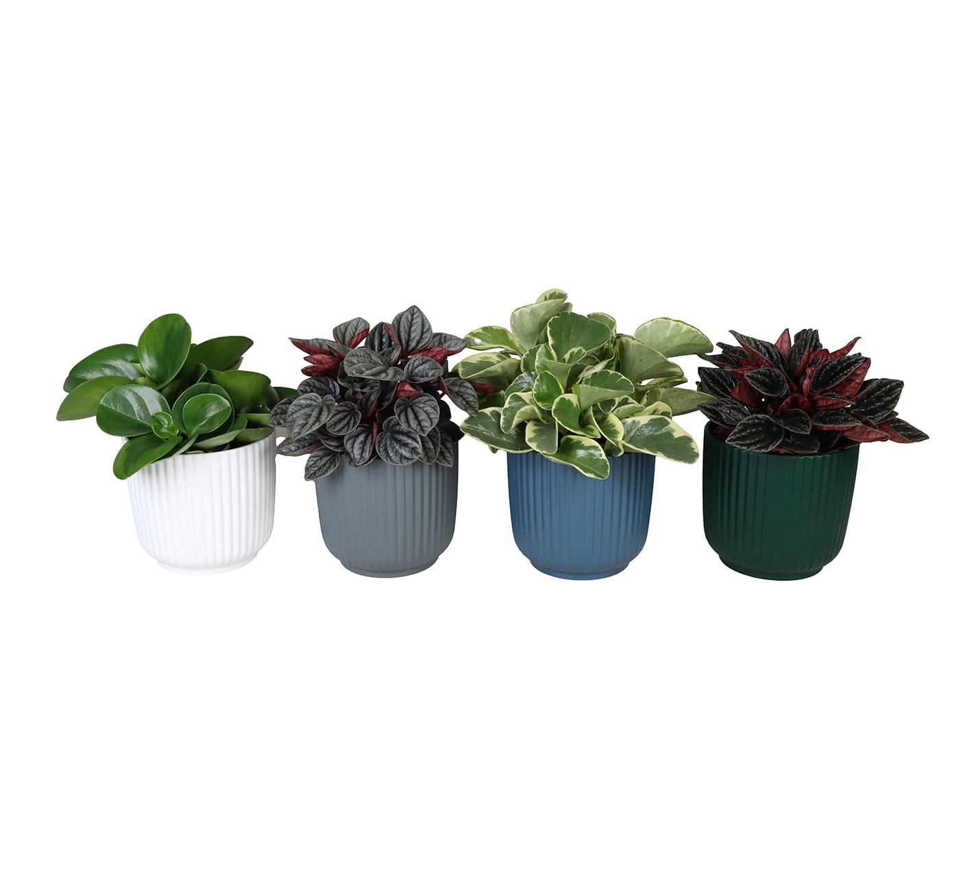 Peperomia Mix LUNDAGER