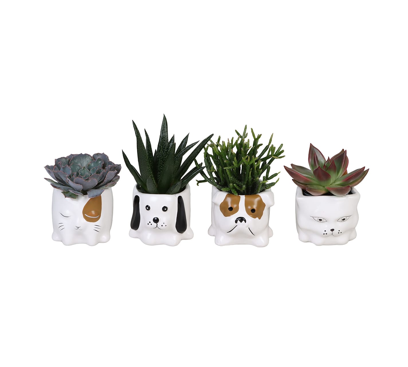 Succulent Mix LUNDAGER