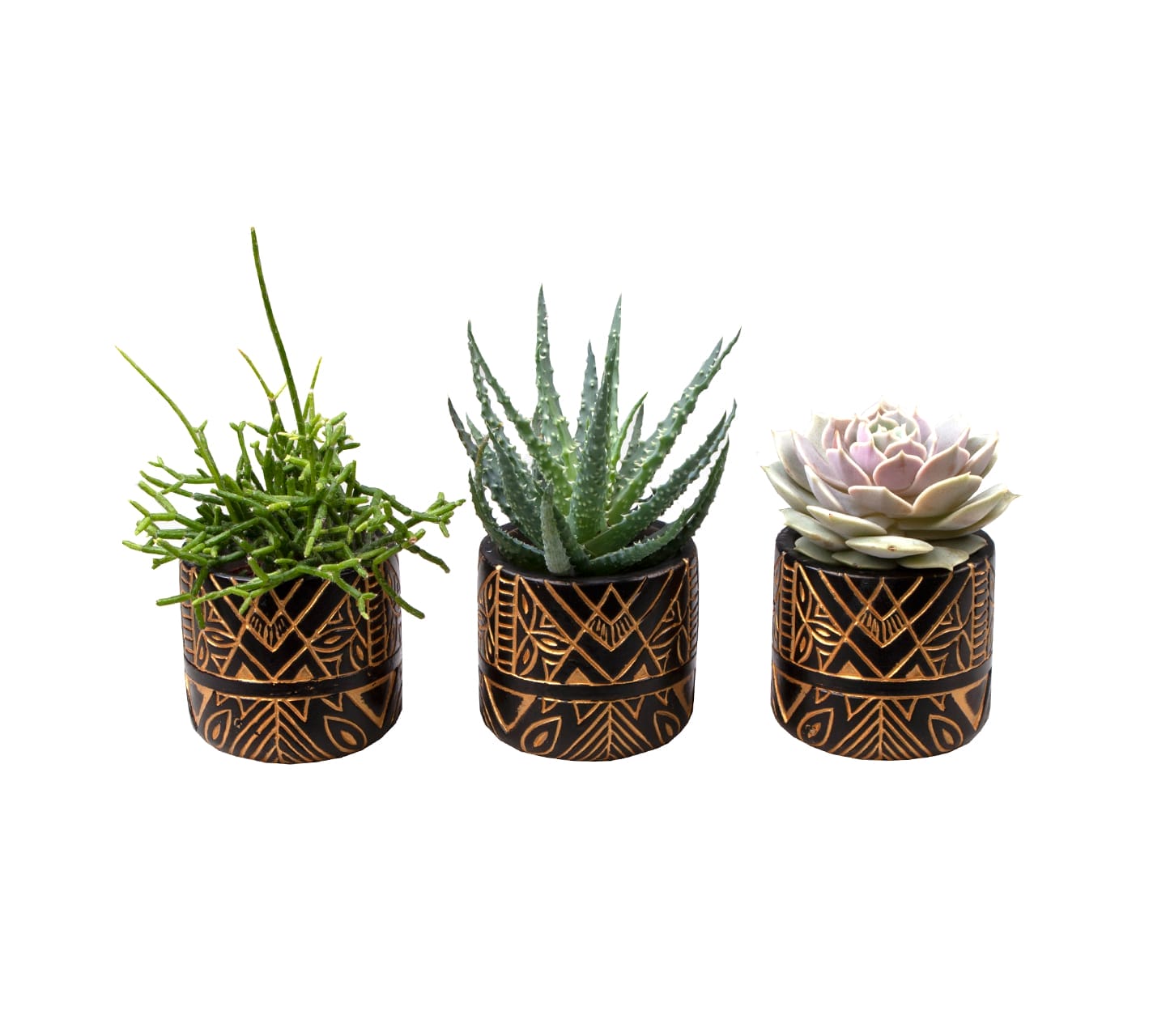 Succulent mix LUNDAGER