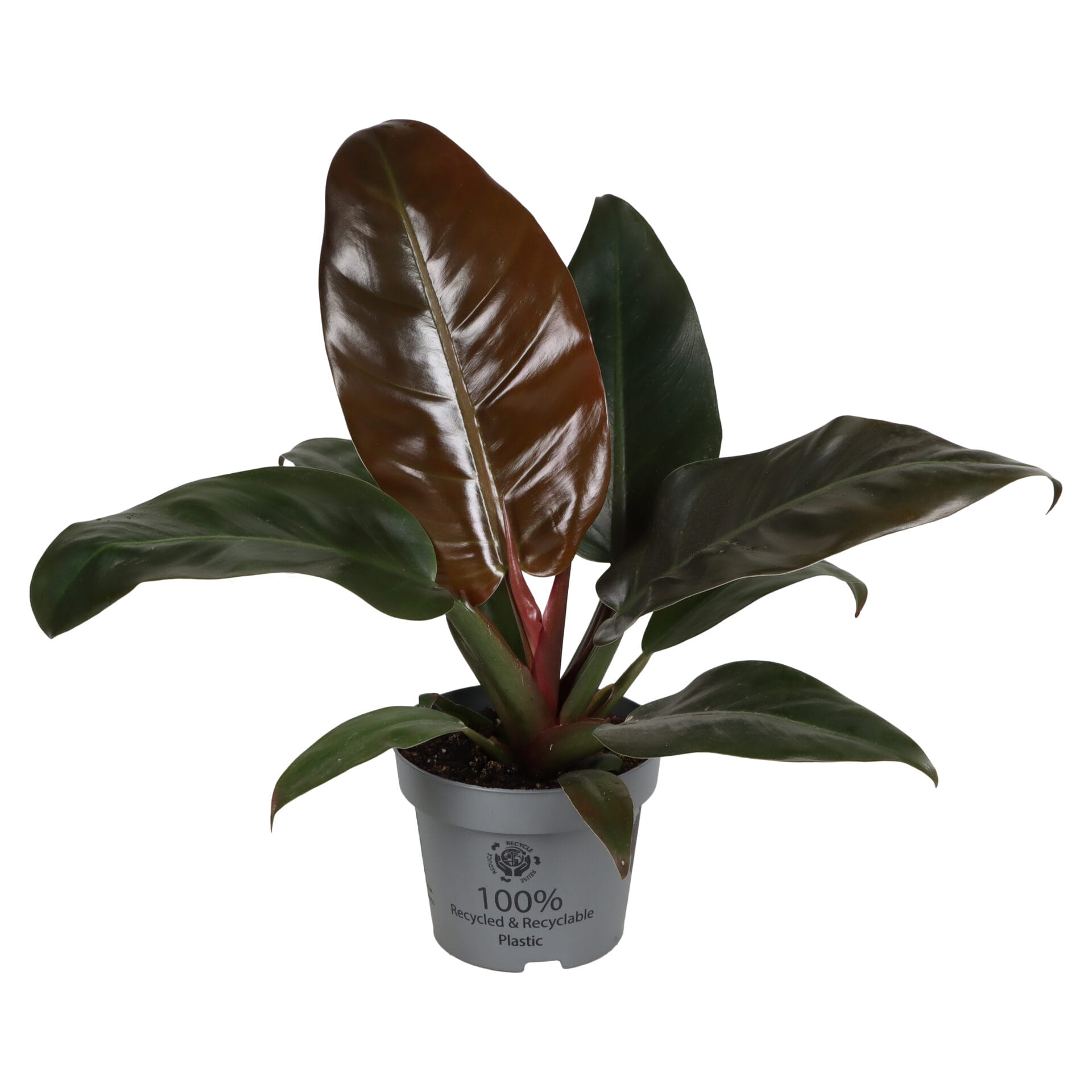 Philodendron Imperial Red LUNDAGER
