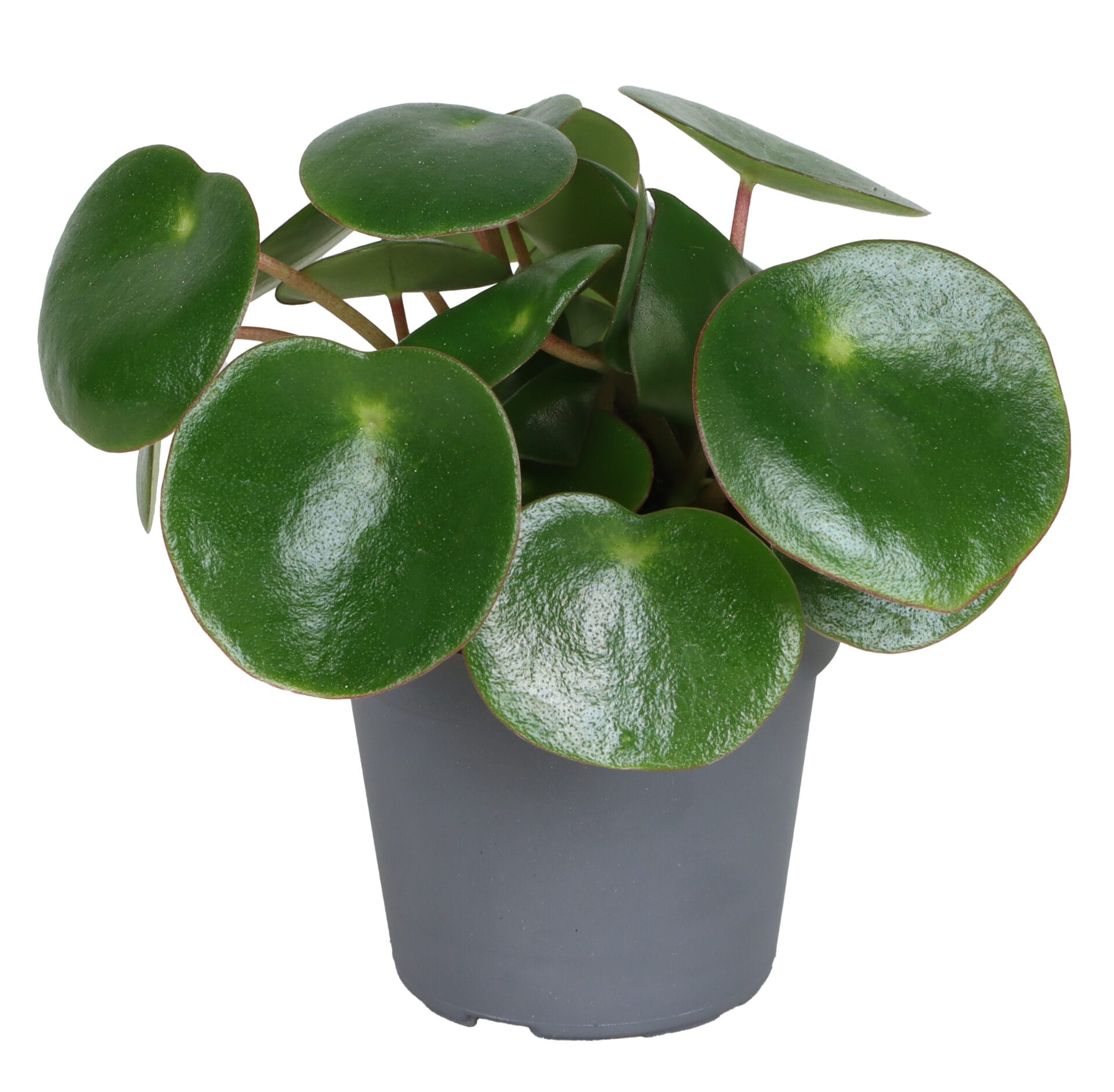 Peperomia Arifolia LUNDAGER
