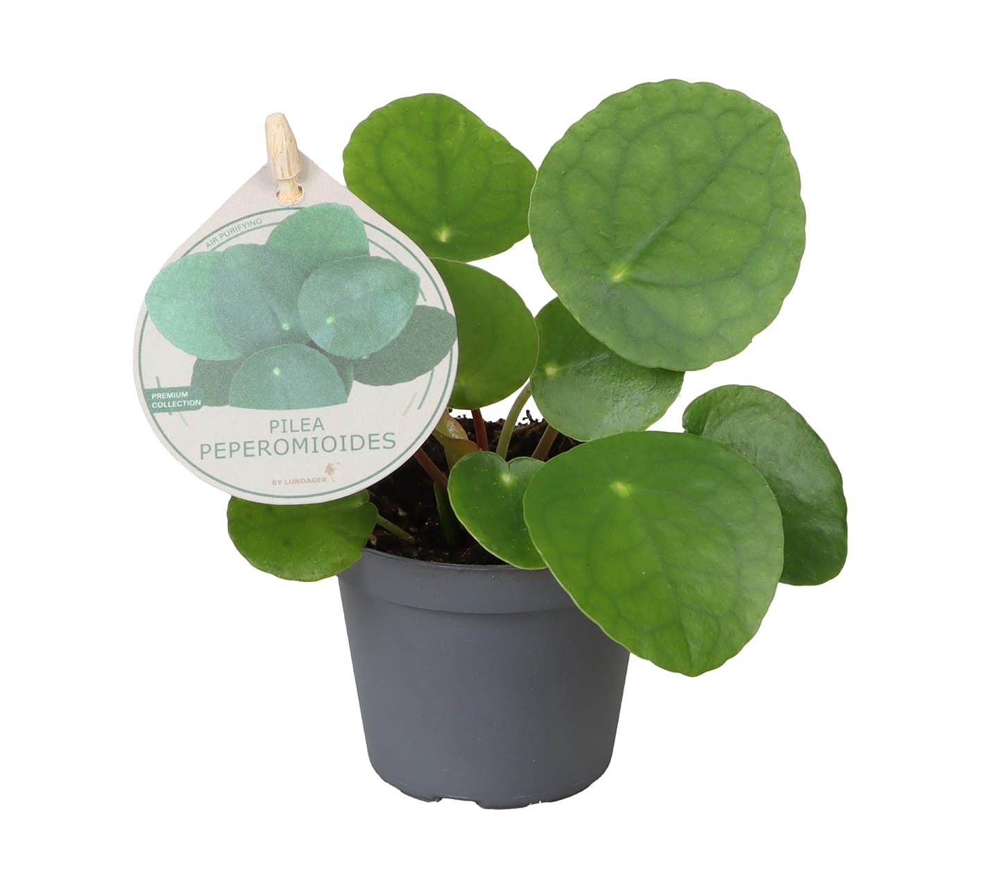 Pilea Peperomioides LUNDAGER