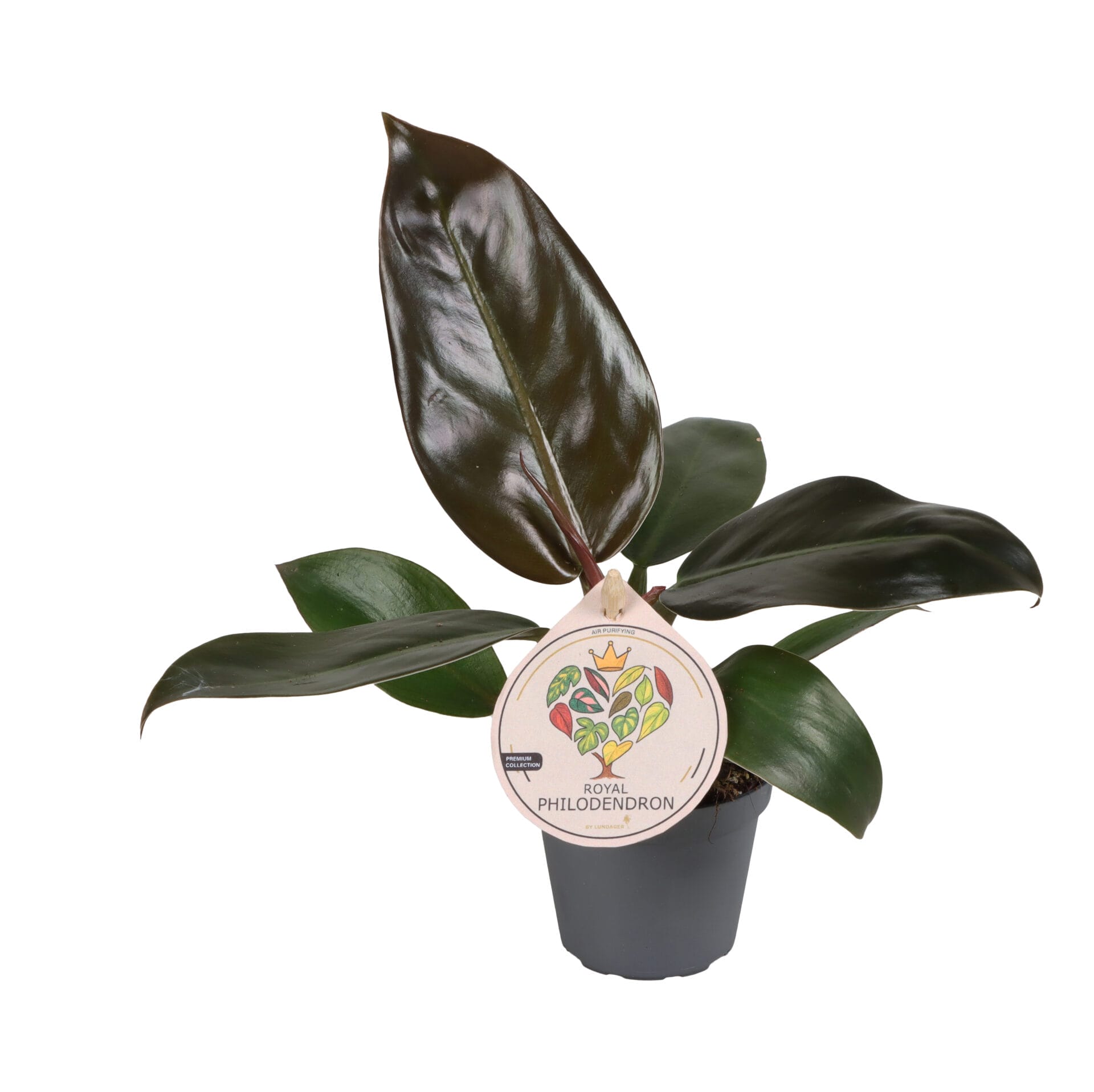 Philodendron Imperial Red LUNDAGER