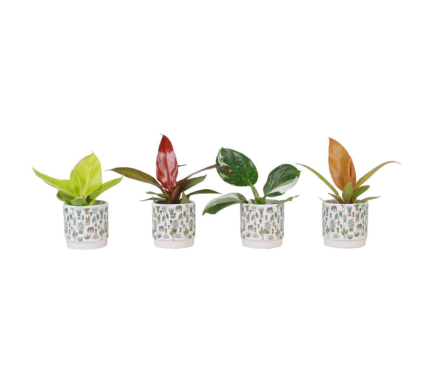 Philodendron mix LUNDAGER