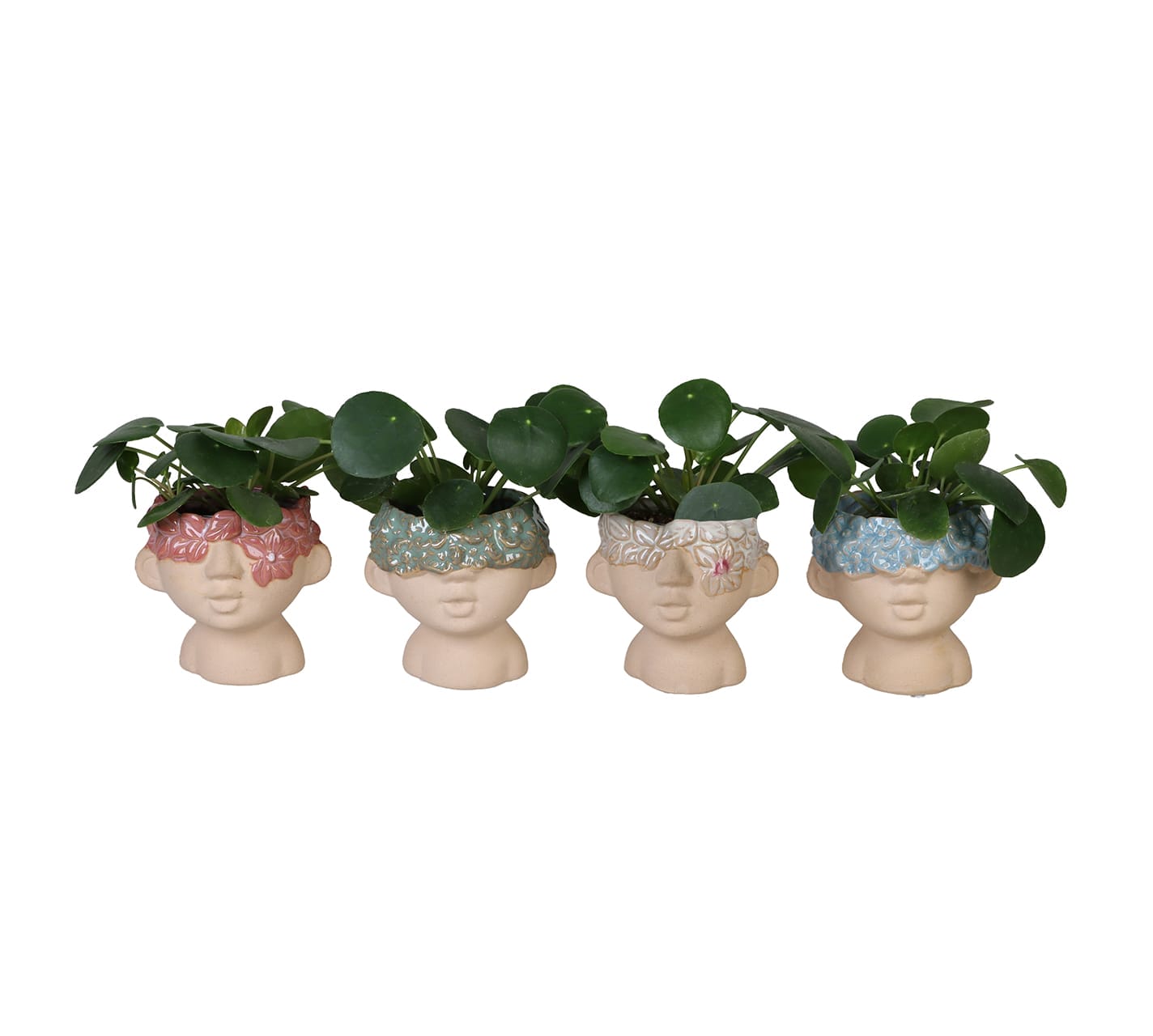 Pilea Peperomides LUNDAGER