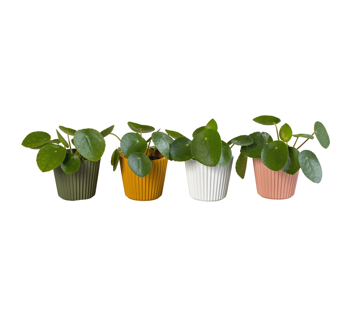 Pilea Peperomides LUNDAGER