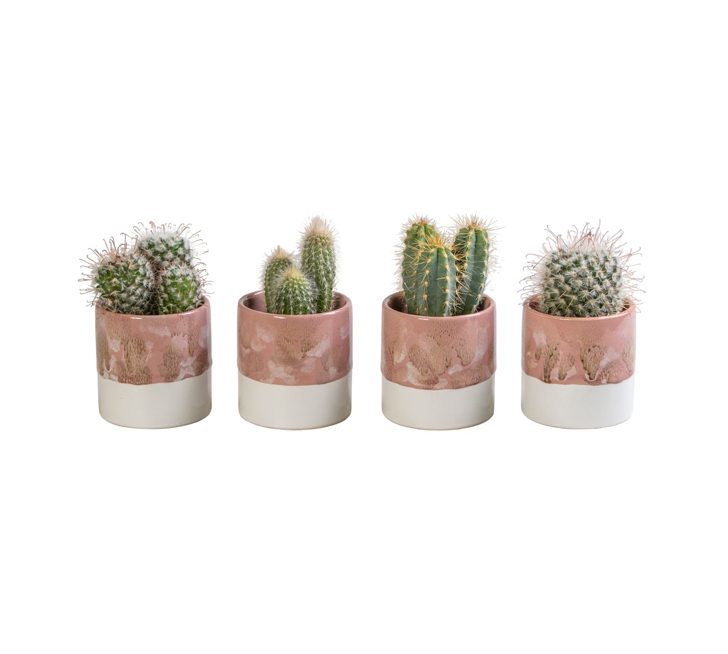 Cactus mix LUNDAGER