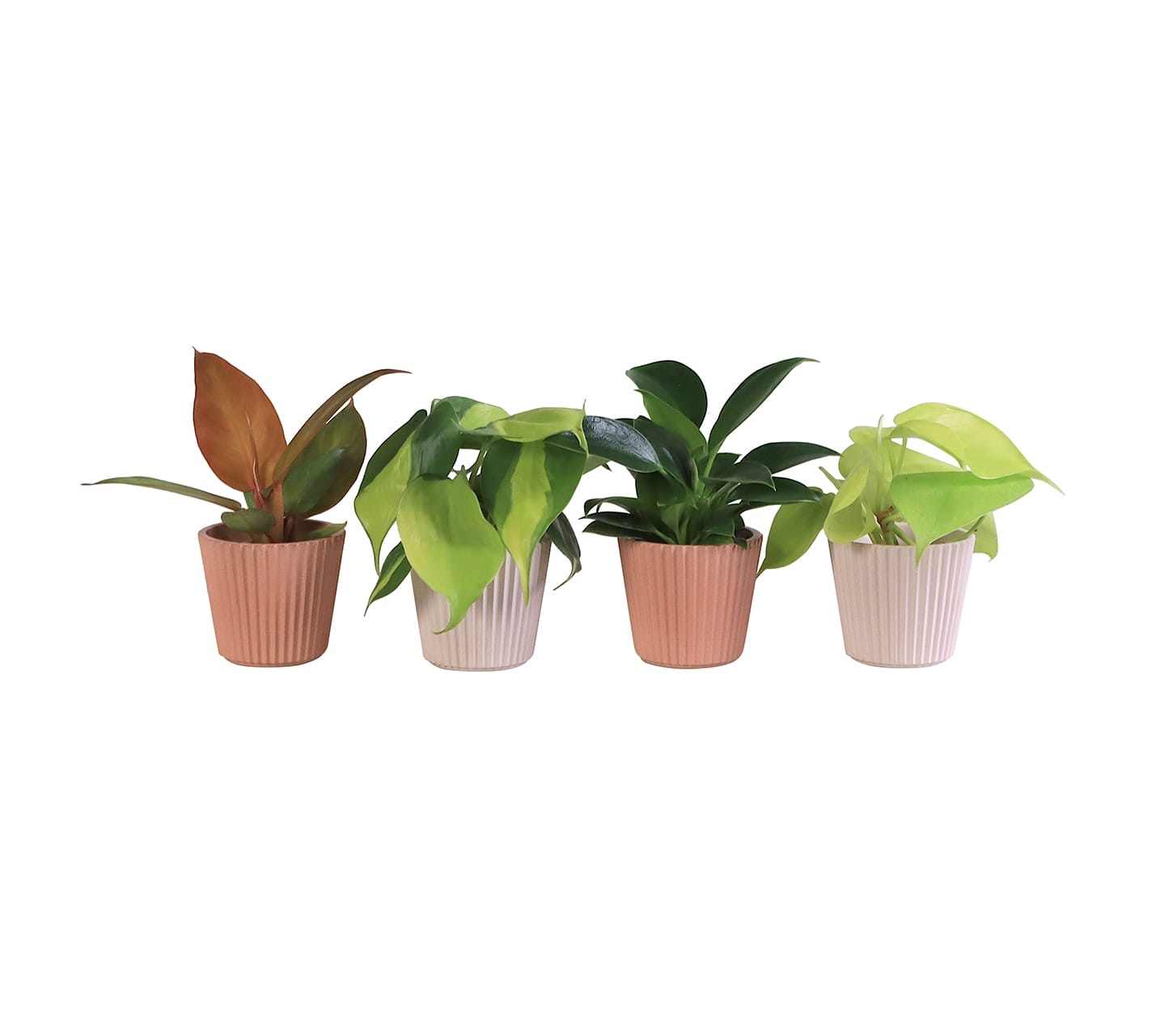 Philodendron mix LUNDAGER