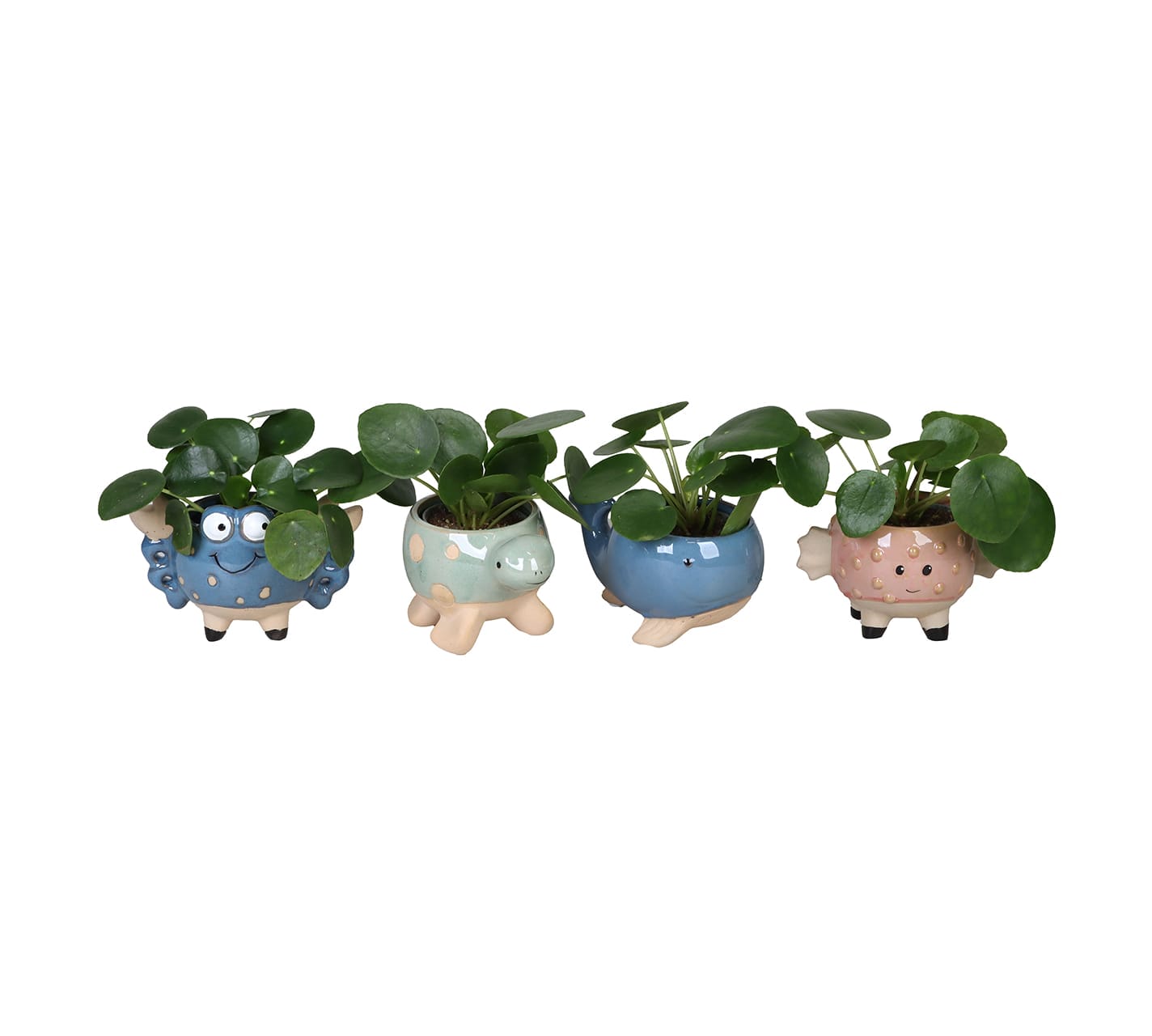 Pilea Peperomides LUNDAGER