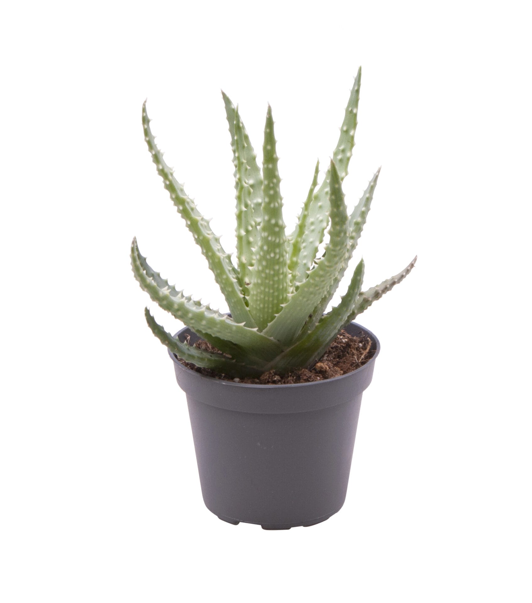 Aloe Mitriformis LUNDAGER