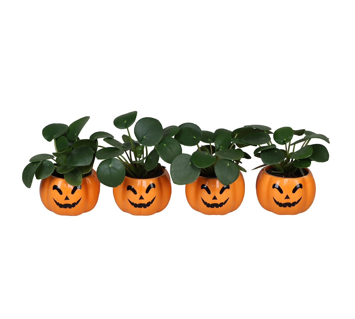 Pilea Peperomides LUNDAGER