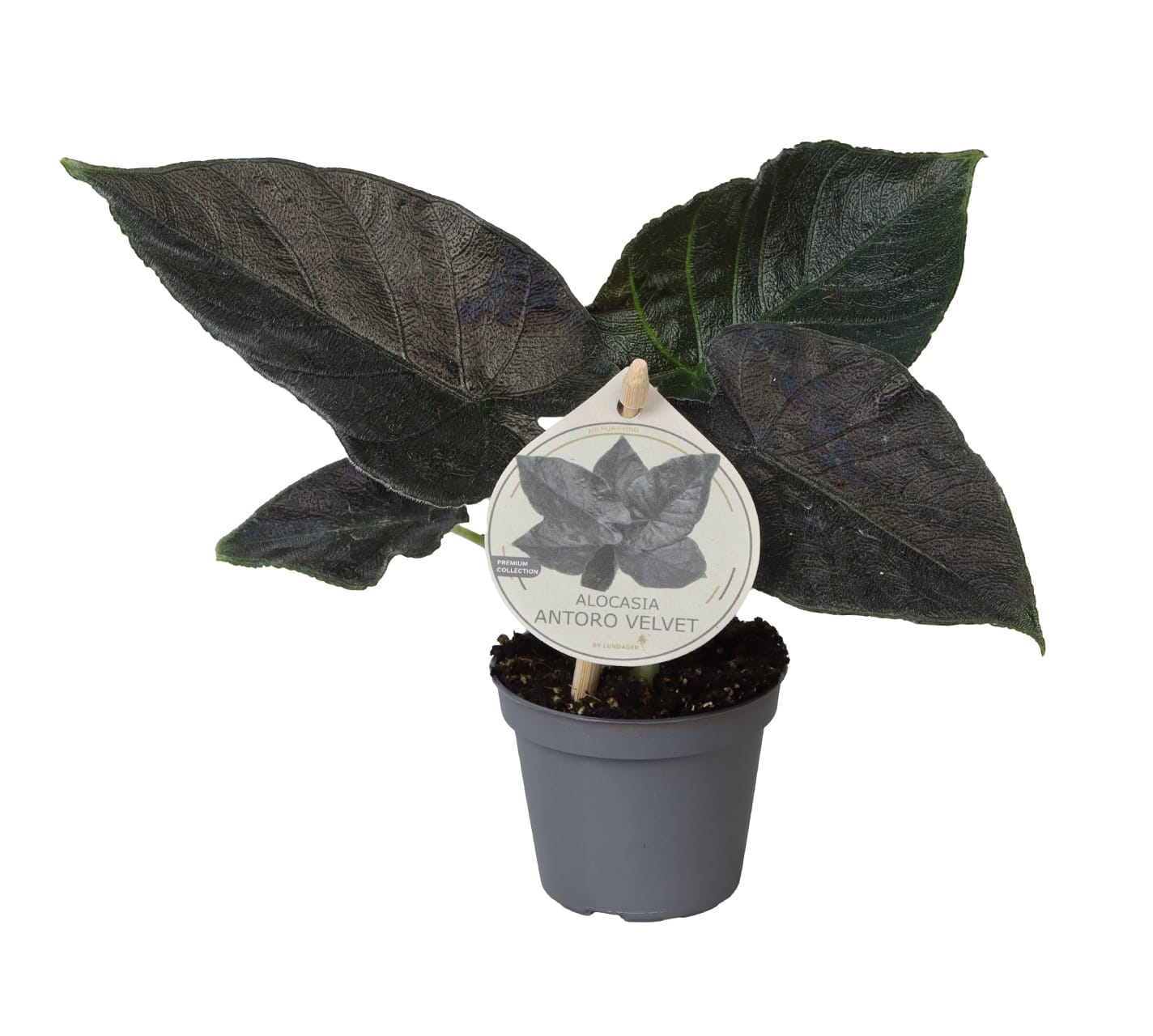 Alocasia Antoro velvet LUNDAGER