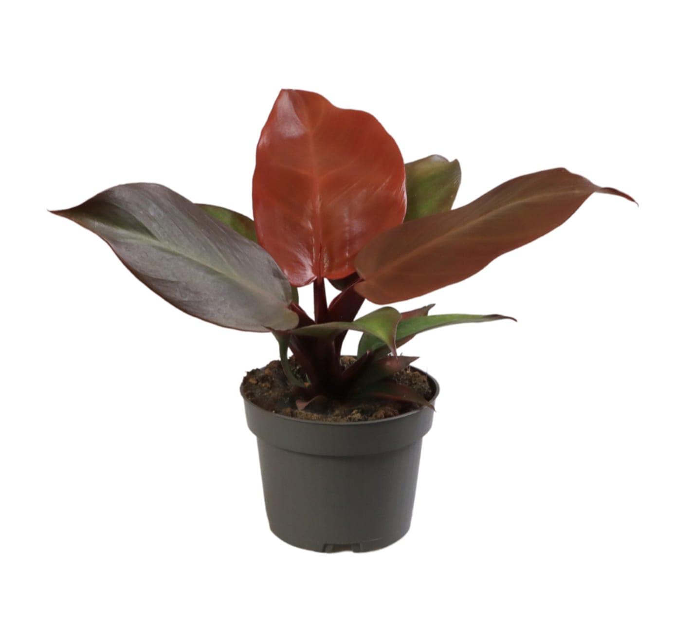 Philodendron Mccoleys Finale LUNDAGER