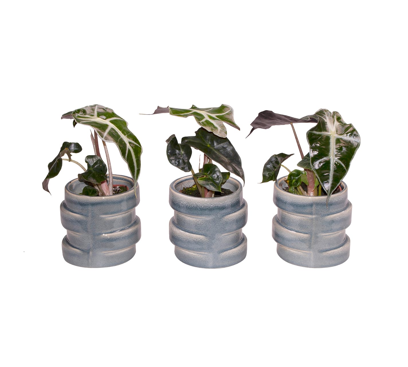 Alocasia Curly Bambino LUNDAGER