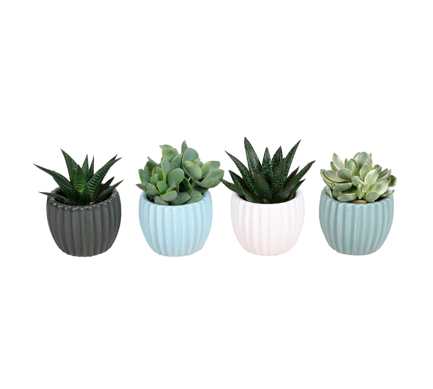 Succulent mix LUNDAGER