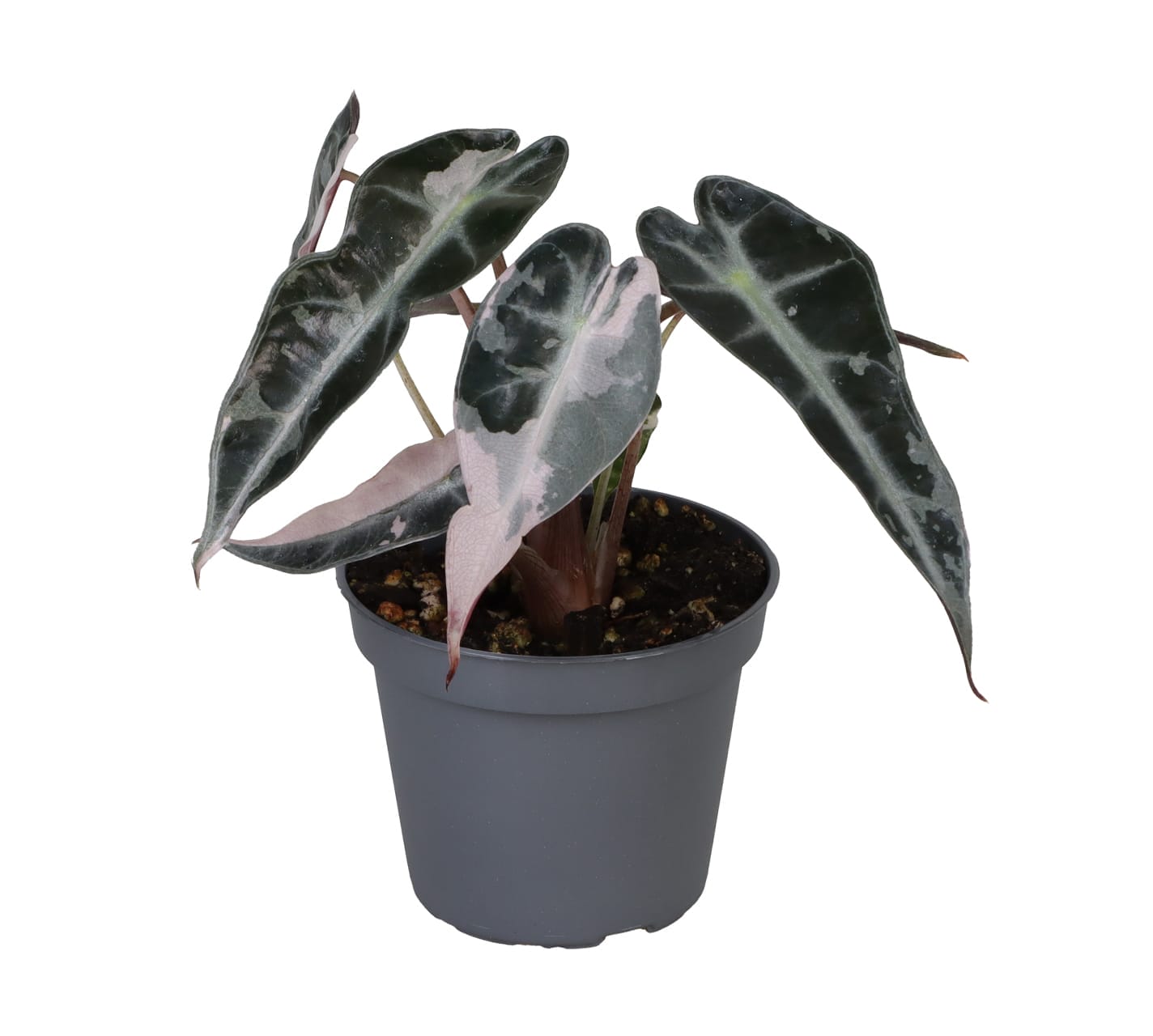 Alocasia Bambino Pink Variegata LUNDAGER