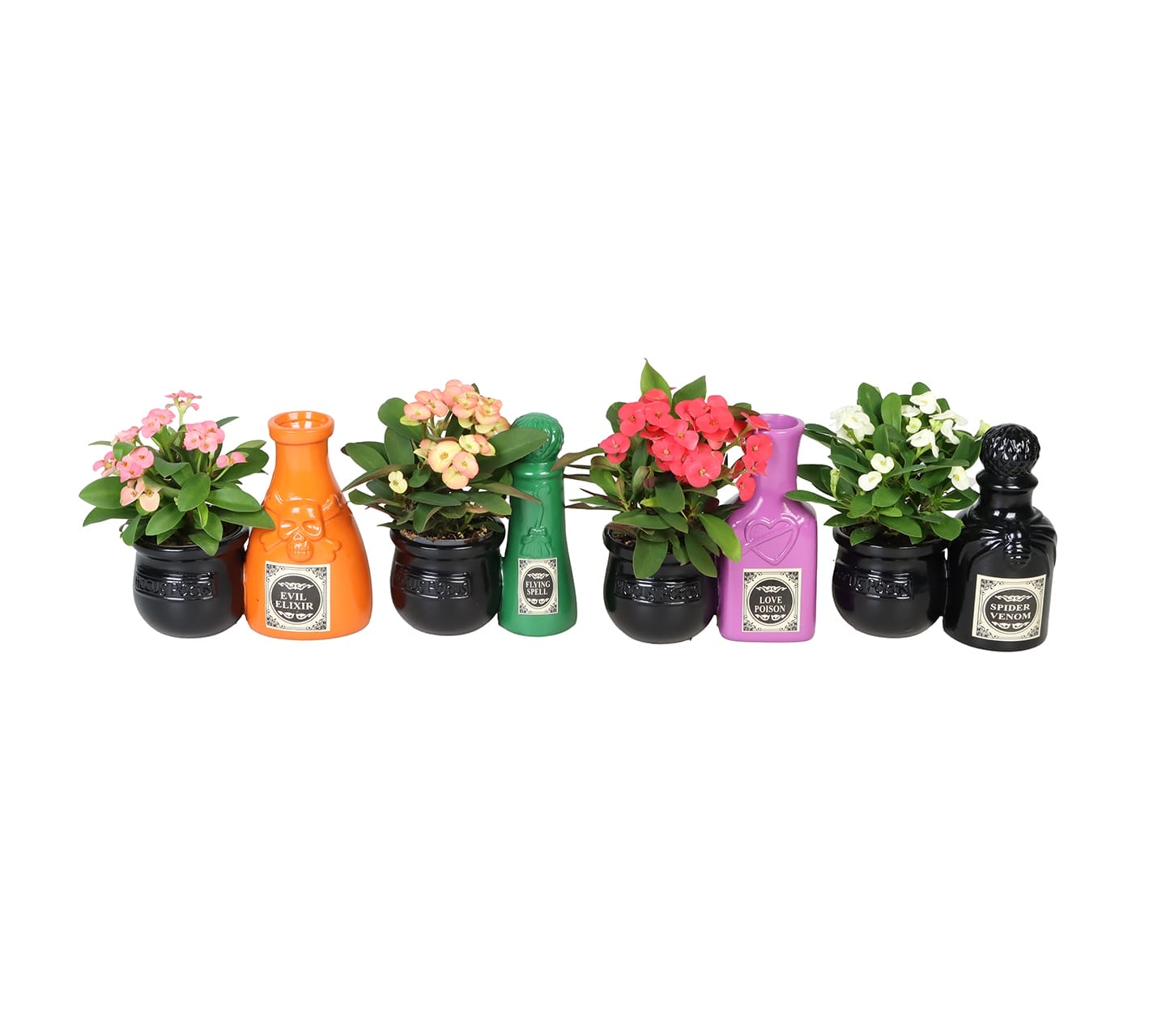 Codiaeum Mix LUNDAGER