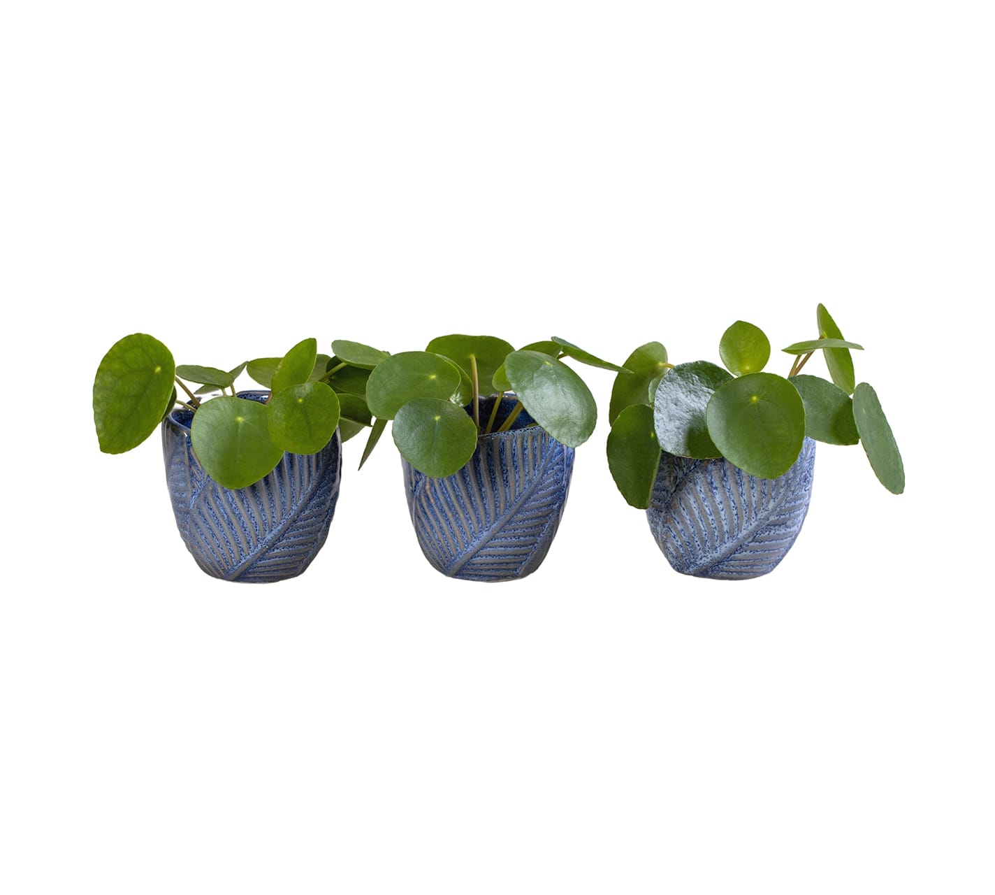Pilea Peperomides LUNDAGER