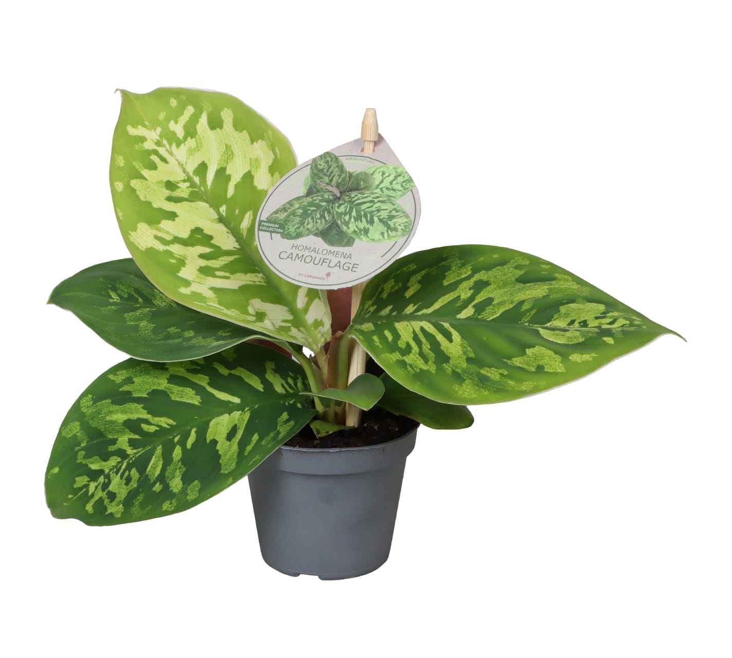 Homalomena Camouflage LUNDAGER