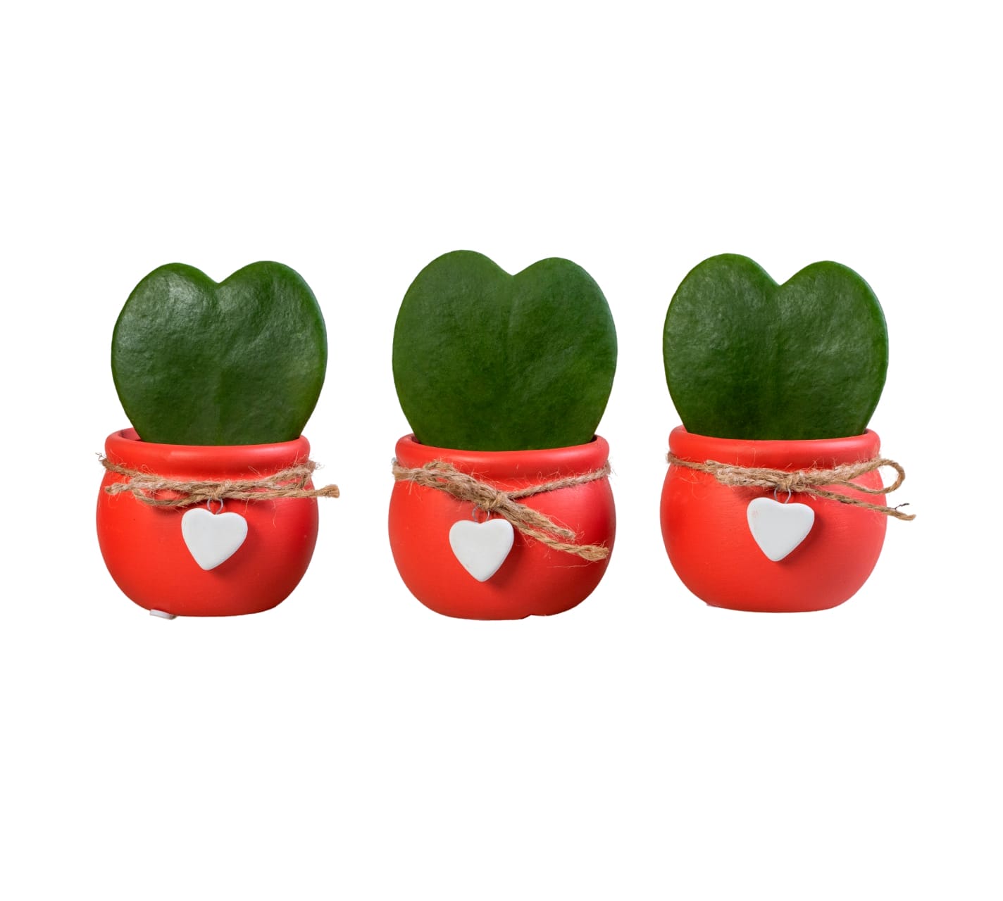 Hoya Kerrii LUNDAGER