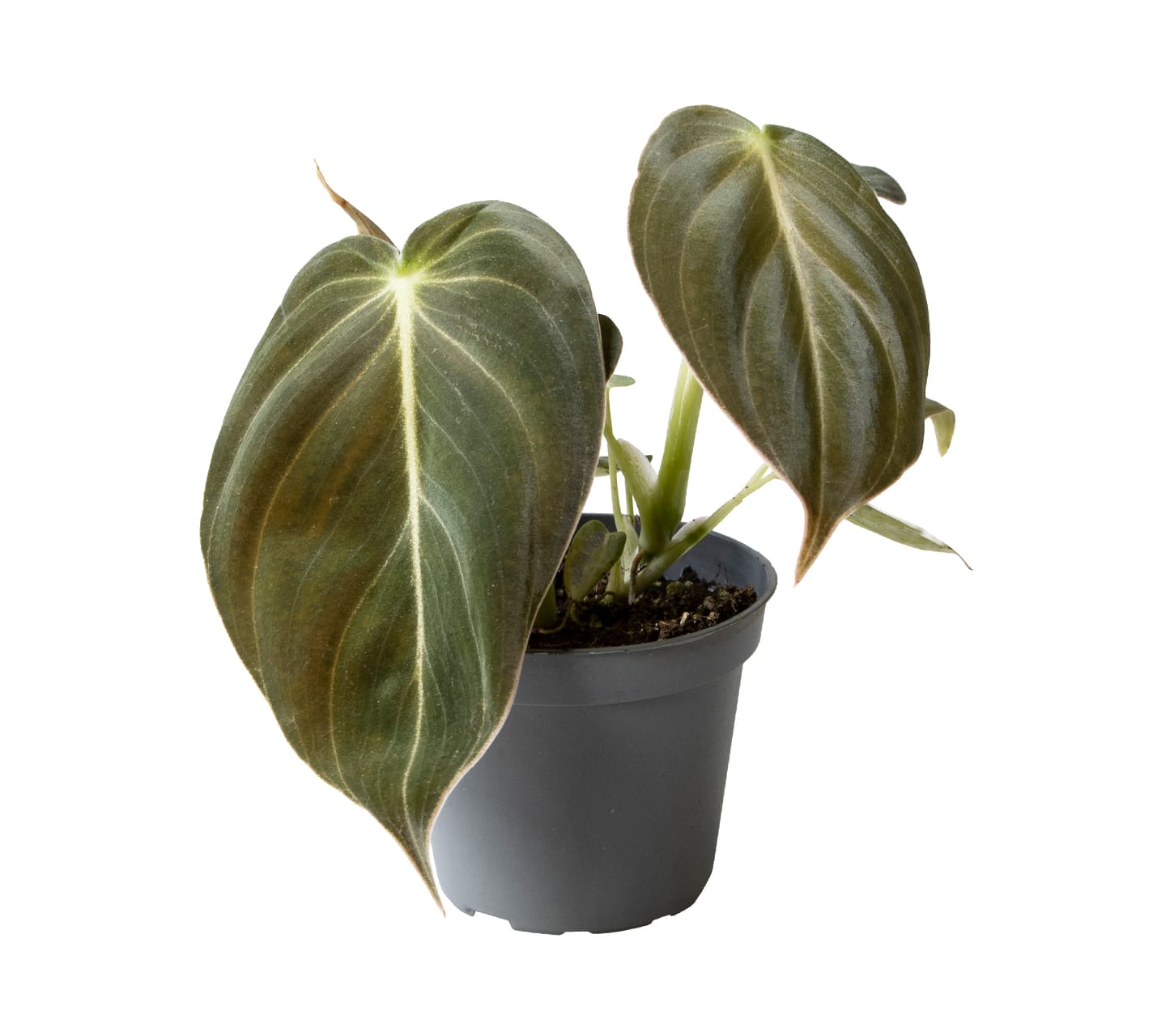 Philodendron Melanochrysum LUNDAGER