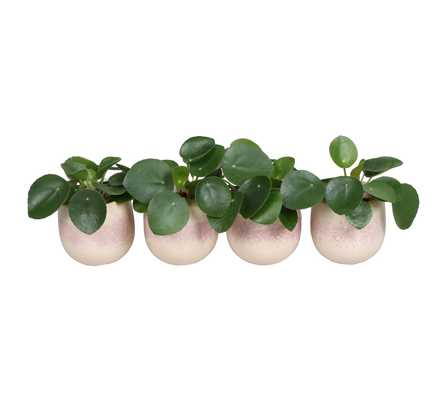Pilea Peperomides LUNDAGER